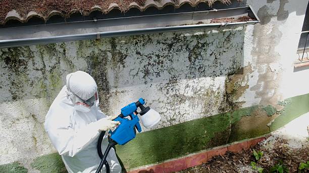 Top rated local Mold Remediation specialists in Jefferson, TX